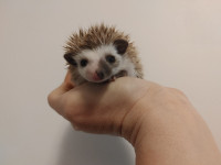 Larz! Baby split faced cinnamon Hedgehog!!
