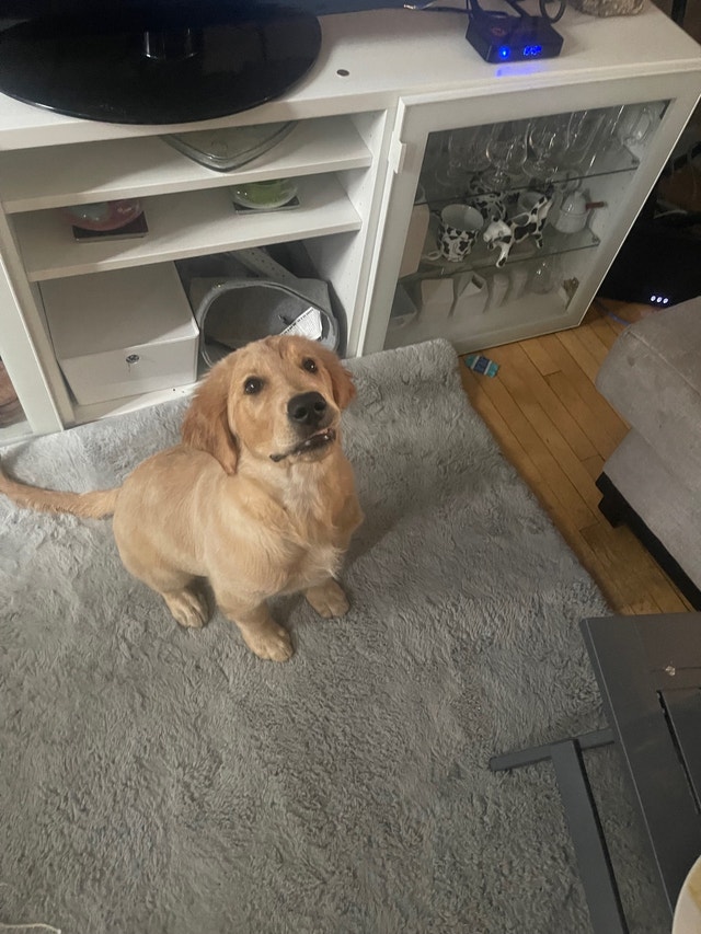Golden retriever available Dogs & Puppies for Rehoming Ottawa Kijiji