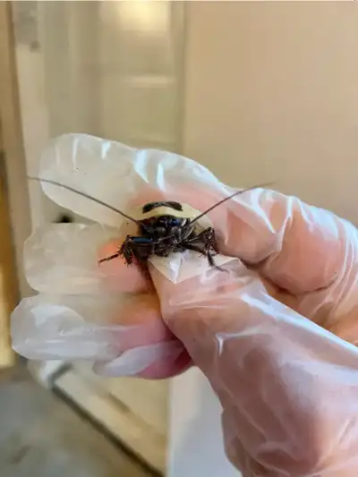 Discoid Roaches, View more