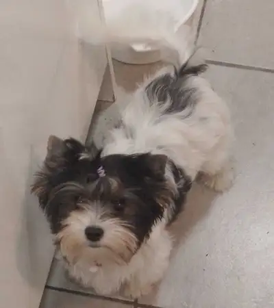 pure Biewer Terrier (Yorkie origin), View more