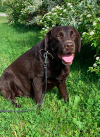 CKC registered chocolate Labrador male for rehoming