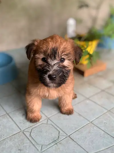 Soft Coated Wheaten Terrier Puppies, View more