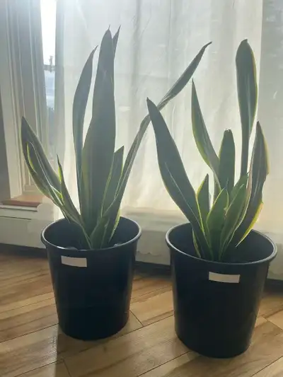  Snake Plants for Sale — 55 cm+ Net Height! , View more