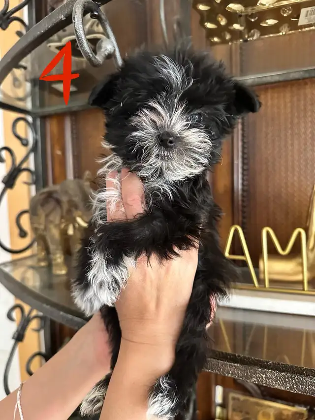 morkies male in Dogs & Puppies for Rehoming in Gatineau - Image 7