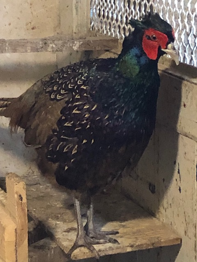 Young brown mutant pheasants, View more