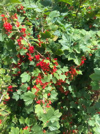 Black / red currant bush for sale смородина