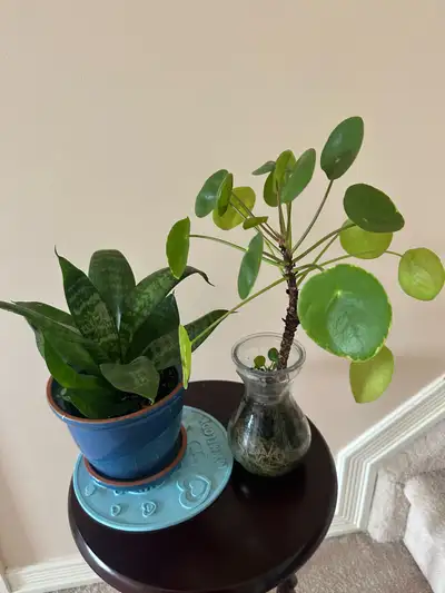 Indoor plants, View more