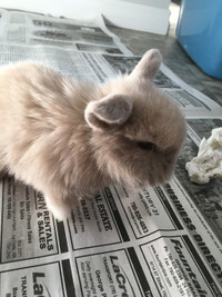 Looking for holland lop rabbit, preferably male