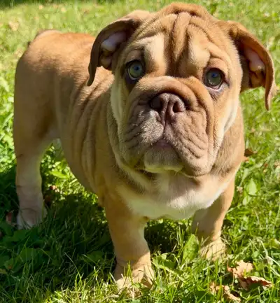 English Bulldog puppies!, View more