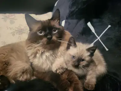Adorable Ragdoll Cross Kittens Ready for Their Forever Homes!, View more
