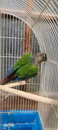 ADULT CONURES