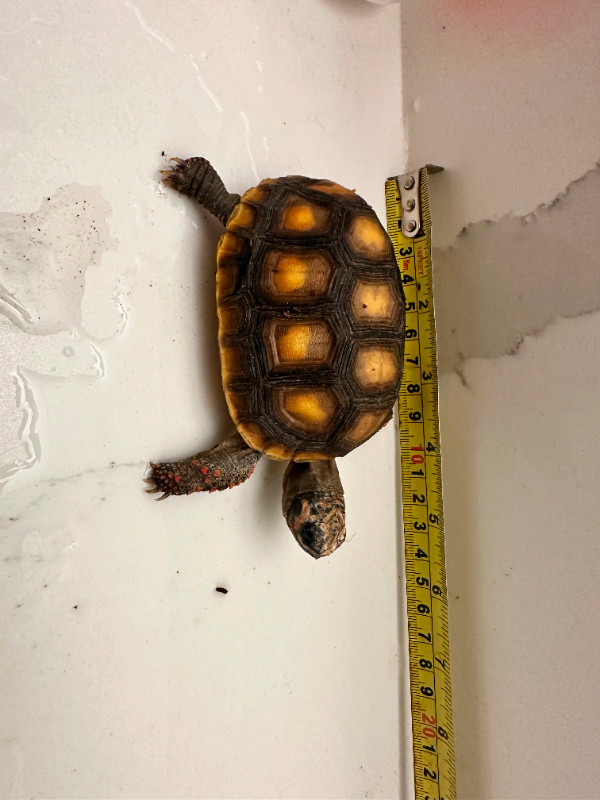 leopard tortoise red foot and sulcata in Reptiles & Amphibians for Rehoming in Burnaby/New Westminster - Image 2