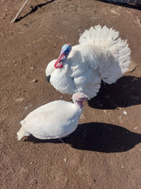 Large white meat turkey for sale