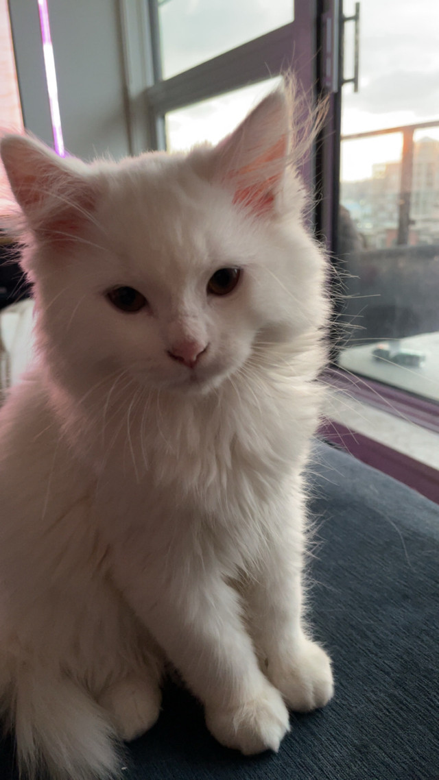 Emergency  kitten rehoming ‼️ in Cats & Kittens for Rehoming in Richmond - Image 2