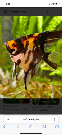Looking to buy Angel fish Male