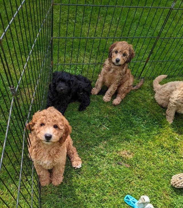 Caniche , Doodle , mini doodle , poodle Chiens et chiots à adopter