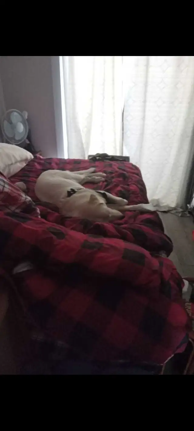 pet sitter needed533465444061040643