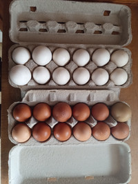 Farm Fresh Eggs For Sale