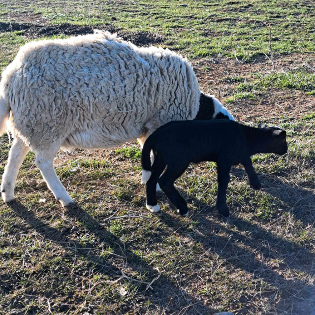 Dorper Ewe with Ewe Lamb in Livestock in Swift Current - Image 2