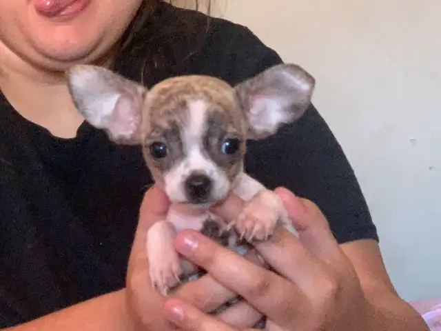 rare brindle pattern pure bred female chihuahua for sale in Dogs & Puppies for Rehoming in City of Toronto - Image 2