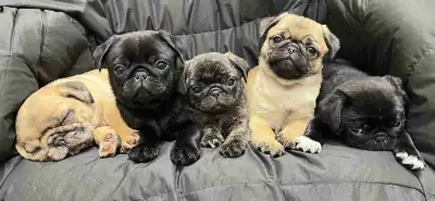 Pug puppies, View more