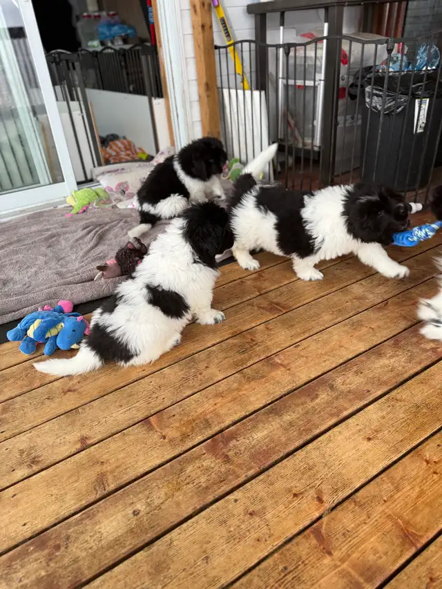 chiots Terre-Neuve, Newfoundland Puppies in Dogs & Puppies for Rehoming in Laurentides - Image 8