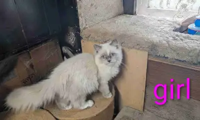 British & Ragdoll - Delivery, View more
