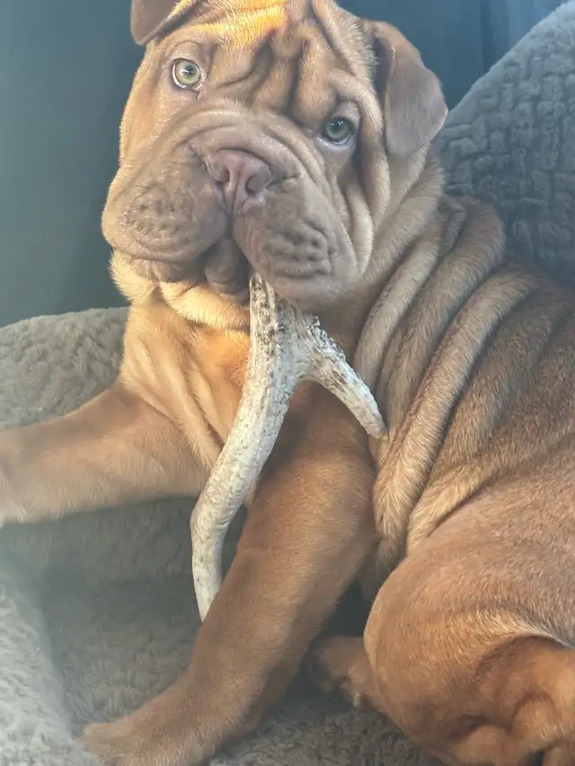 6 month old bulldog cross in Dogs & Puppies for Rehoming in Edmonton - Image 9