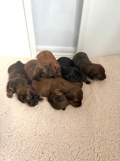 Miniature Dachshund Puppies, View more