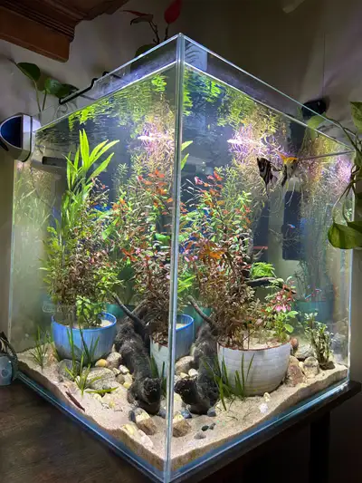 Rimless Cubed Fish tank , View more