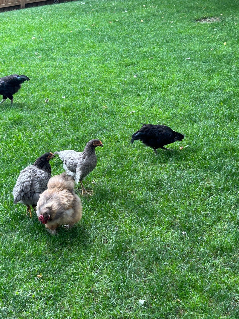 This years hatch Chickens for sale Livestock Guelph Kijiji