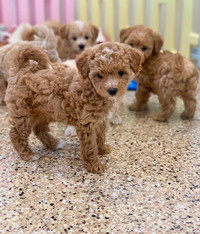 CKC Registered Toy Poodle Puppies Available. 7lb Full Grown