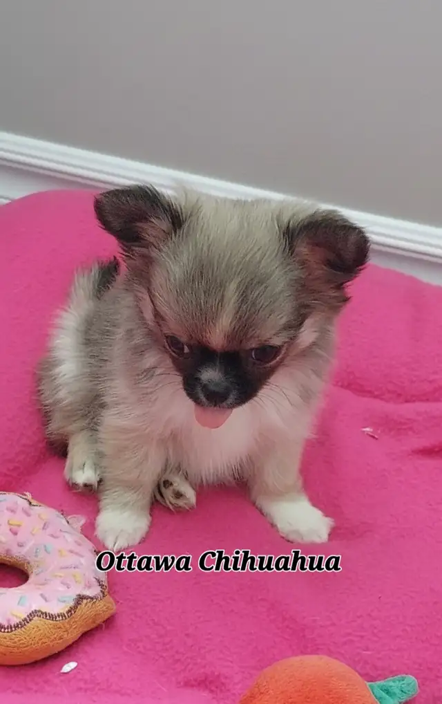 ✨️"Ottawa Chihuahua" Male Long-Coat, 3 months/1.11 lbs.! in Dogs & Puppies for Rehoming in Ottawa - Image 5