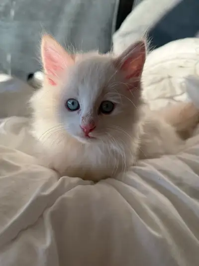 Flame Point Munchkin, View more