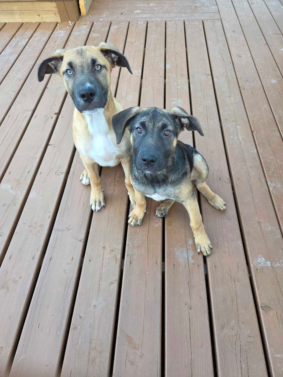 Adorable Puppies Looking for Their Forever Homes | Dogs & Puppies for ...