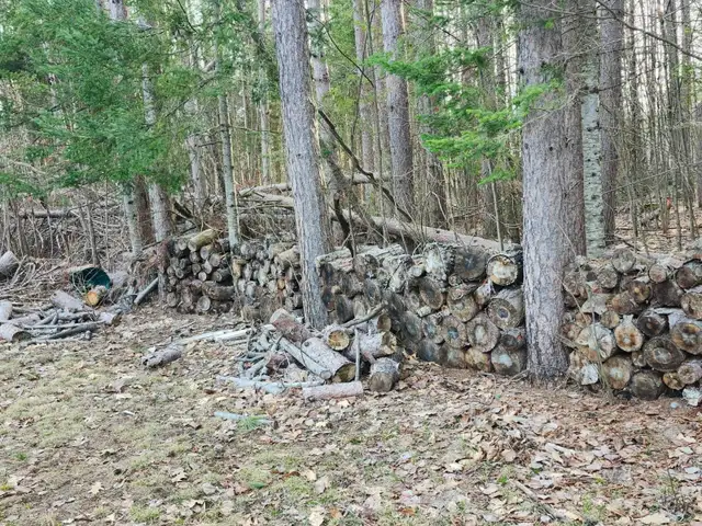 FREE Red Pine CampFire wood, & Brush — Variety of Sizes in Free Stuff in Muskoka - Image 6