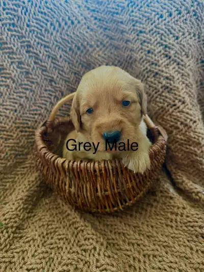 CKC Registered Champion Bloodline Golden Retriever Puppy, View more