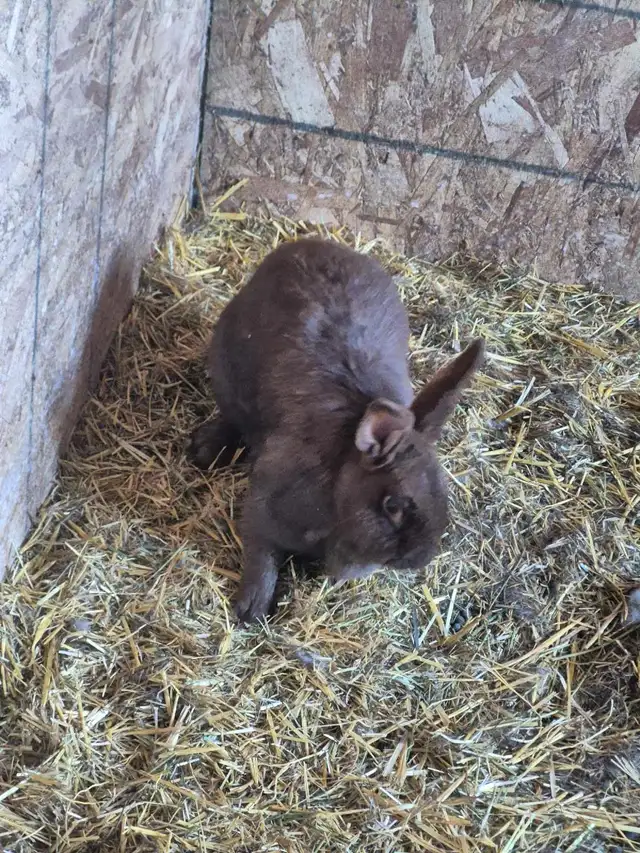 Silver fox rabbits  in Livestock in Cranbrook - Image 3