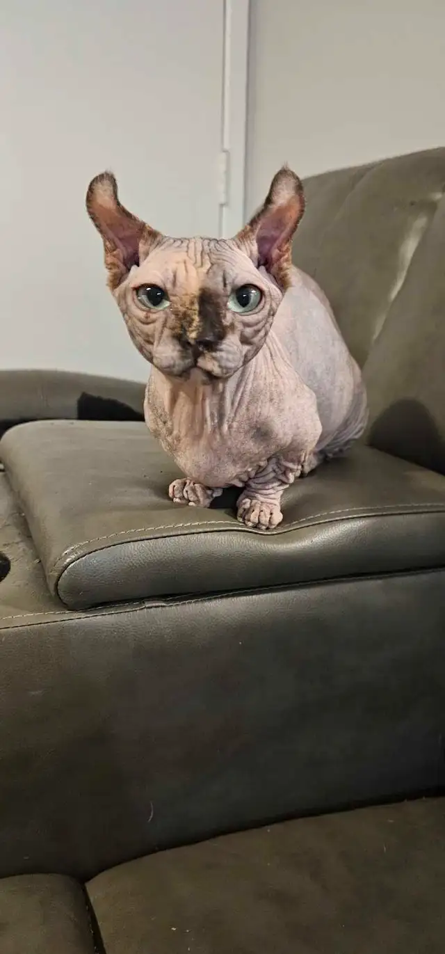 sphynx chat nu in Cats & Kittens for Rehoming in City of Montréal - Image 7