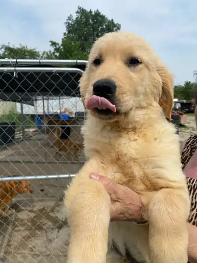 We have 1 left of our golden retriever pups Born March 16 Comes with his first set of shots Pup is a...