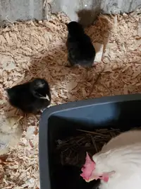 Baby mixed layer chicks