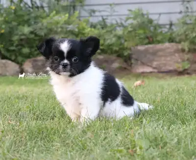❤️Chiot Chihuahua pure race (CCC)❤️tête de pomme, View more