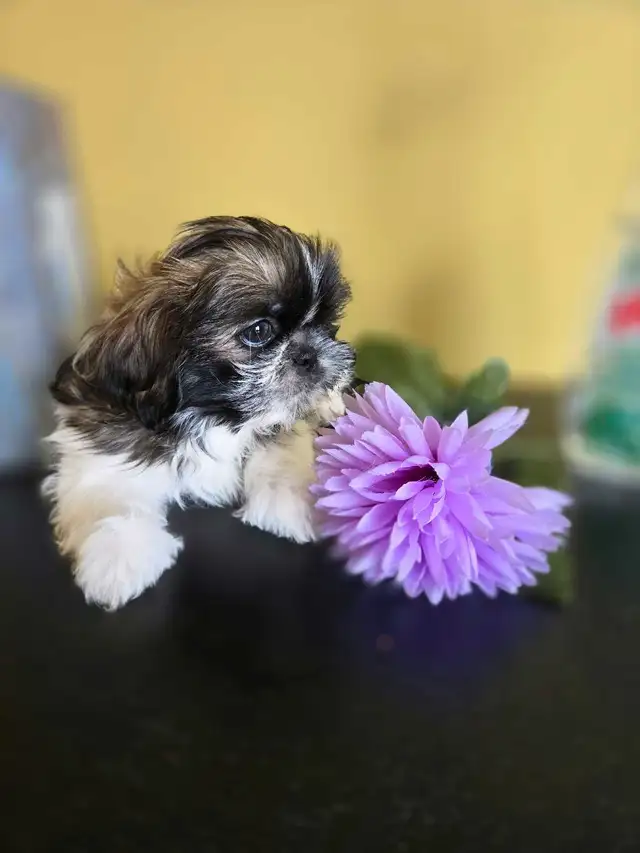 3 beaux SHIH TZU mâles (shihtzu, shih-tzu) in Dogs & Puppies for Rehoming in Laval / North Shore - Image 8