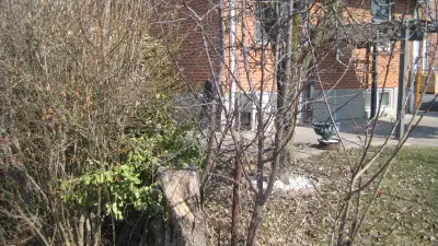 FRUIT PLANTS AVAILABLE --you dig---Time sensitive 1 PLUM PLANT -approx. 7ft. high-fruit bearing-- ye...