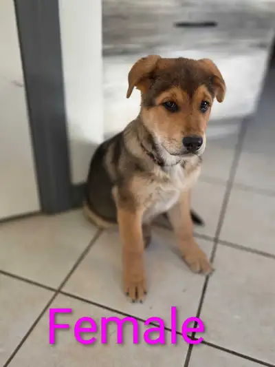 Adorable Rottweiler-German Shepherd puppies, View more