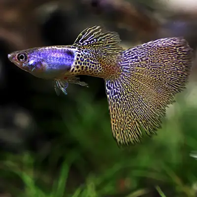 Find Unique Guppy Strains for Your Aquarium, View more