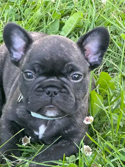 Purebred French Bulldog Puppies - Ready to go July 25!!!, View more