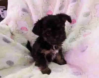 yorkshire shih tzu, View more