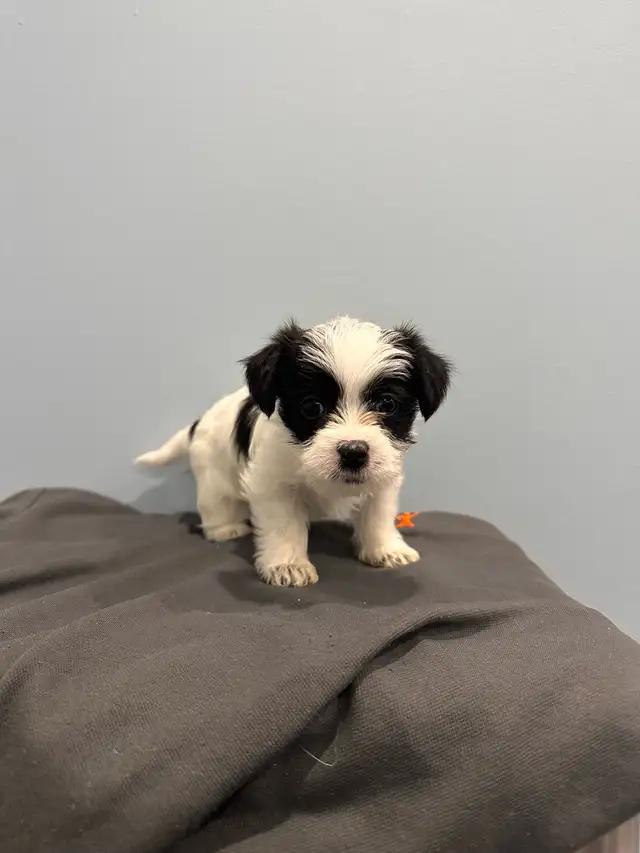 yorkie mix puppies for sale!! in Dogs & Puppies for Rehoming in Oshawa / Durham Region - Image 5