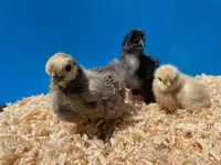 3 week old chicks. $18 each